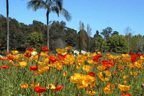 Poppies