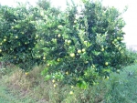 Organic Citrus Fruit