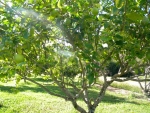 Lemon Tree